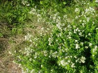 Galium mollugo 11, Glad walstro, Saxifraga-Rutger Barendse