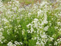 Galium mollugo 12, Glad walstro, Saxifraga-Ed Stikvoort