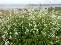 Galium mollugo 13, Glad walstro, Saxifraga-Ed Stikvoort