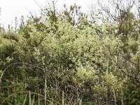 Galium mollugo 16, Glad walstro, Saxifraga-Roel Meijer