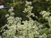 Galium mollugo 18 Glad walstro, Saxifraga-Roel Meijer