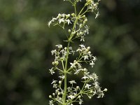 Galium mollugo 19, Glad walstro, Saxifraga-Willem van Kruijsbergen