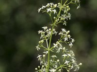 Galium mollugo 20, Glad walstro, Saxifraga-Willem van Kruijsbergen