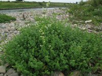 Galium mollugo 4, Glad walstro, Saxifraga-Rutger Barendse