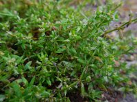 Galium murale 5, Straatwalstro, Saxifraga-Ed Stikvoort