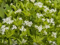 Galium odoratum 11, Lievevrouwebedstro, Saxifraga-Jan van der Straaten