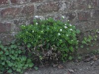 Galium odoratum 12, Lievevrouwebedstro, Saxifraga-Rutger Barendse