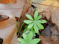 Galium odoratum 13, Lievevrouwebedstro, Saxifraga-Rutger Barendse