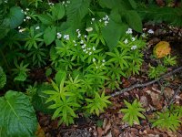 Galium odoratum 17, Lievevrouwebedstro, Saxifraga-Ed Stikvoort