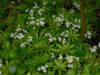 Galium odoratum 18, Lievevrouwebedstro, Saxifraga-Ed Stikvoort