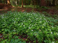 Galium odoratum 19, Lievevrouwebedstro, Saxifraga-Ed Stikvoort