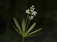 Galium odoratum 2, Lievevrouwebedstro, Saxifraga-Jan van der Straaten