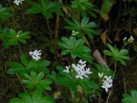 Galium odoratum 20, Lievevrouwebedstro, Saxifraga-Ed Stikvoort