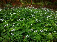 Galium odoratum 21, Lievevrouwebedstro, Saxifraga-Ed Stikvoort