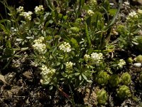 Galium odoratum 4, Lievevrouwebedstro, Saxifraga-Willem van Kruijsbergen