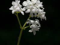 Galium odoratum 6, Lievevrouwebedstro, Saxifraga-Jan van der Straaten