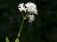 Galium odoratum 7, Lievevrouwebedstro, Saxifraga-Jan van der Straaten