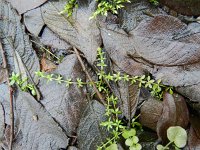 Galium palustre 11, Moeraswalstro, Saxifraga-Rutger Barendse