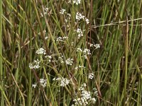 Galium palustre 18, Moeraswalstro, Saxifraga-Willem van Kruijsbergen