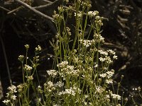 Galium palustre 2, Moeraswalstro, Saxifraga-Jan van der Straaten