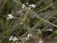 Galium palustre 20, Moeraswalstro, Saxifraga-Willem van Kruijsbergen