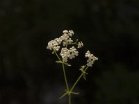 Galium palustre 3, Moeraswalstro, Saxifraga-Jan van der Straaten