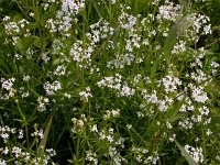 Galium palustre 4, Moeraswalstro, Saxifraga-Peter Meininger