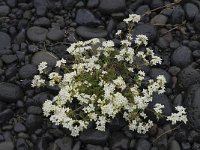 Galium palustre 5, Moeraswalstro, Saxifraga-Peter Stein