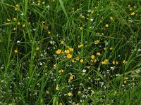 Galium palustre 7, Moeraswalstro, Saxifraga-Hans Boll