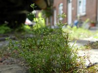 Galium parisiense 2, Frans walstro, Saxifraga-Rutger Barendse