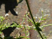 Galium parisiense 4, Frans walstro, Saxifraga-Rutger Barendse