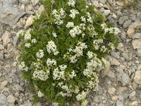 Galium pseudohelveticum 2, Saxifraga-Jan van der Straaten