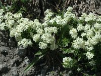 Galium pseudohelveticum 3, Saxifraga-Jan van der Straaten