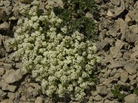 Galium pseudohelveticum 4, Saxifraga-Jan van der Straaten