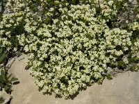 Galium pseudohelveticum 5, Saxifraga-Willem van Kruijsbergen