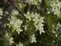 Galium pusillum 2, Saxifraga-Marijke Verhagen