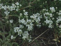 Galium pusillum 3, Saxifraga-Marijke Verhagen