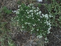 Galium pusillum 4, Saxifraga-Marijke Verhagen