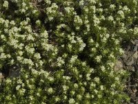 Galium pusillum 5, Saxifraga-Marijke Verhagen