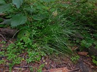 Galium rotundifolium 11, Saxifraga-Ed Stikvoort