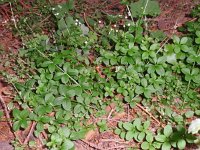 Galium rotundifolium 4, Saxifraga-Jan Willem Jongepier