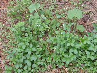 Galium rotundifolium 5, Saxifraga-Jan Willem Jongepier