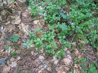 Galium rotundifolium 6, Saxifraga-Jasenka Topic