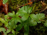 Galium rotundifolium 7, Saxifraga-Ed Stikvoort