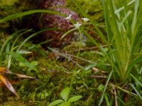 Galium rotundifolium 9, Saxifraga-Ed Stikvoort