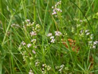 Galium rubrum 2, Saxifraga-Rutger Barendse