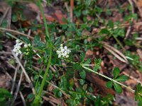 Galium saxatile 15, Liggend walstro, Saxifraga-Ed Stikvoort