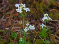 Galium saxatile 16, Liggend walstro, Saxifraga-Ed Stikvoort