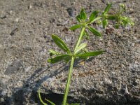 Galium spurium 10, Akkerwalstro, Saxifraga-Rutger Barendse