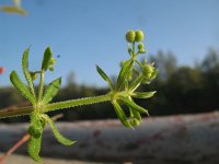 Galium spurium 2, Akkerwalstro, Saxifraga-Rutger Barendse